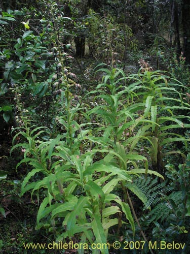 Image of Lobelia bridgesii (Tupa / Tupa rosada). Click to enlarge parts of image.