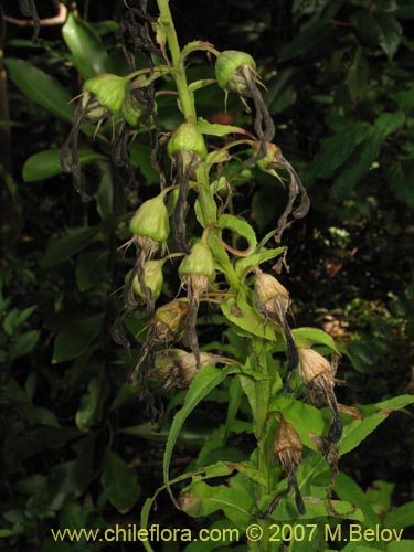 Image of Lobelia bridgesii (Tupa / Tupa rosada). Click to enlarge parts of image.