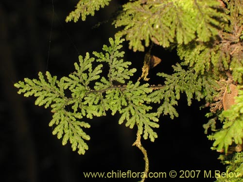 Image of Unidentified Plant (Fern) sp. #3196 (). Click to enlarge parts of image.