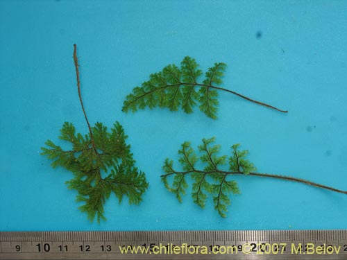 Image of Unidentified Plant (Fern) sp. #3196 (). Click to enlarge parts of image.