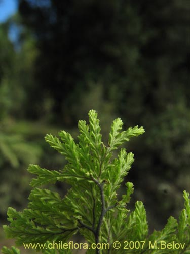 Image of Unidentified Plant (Fern) sp. #3196 (). Click to enlarge parts of image.