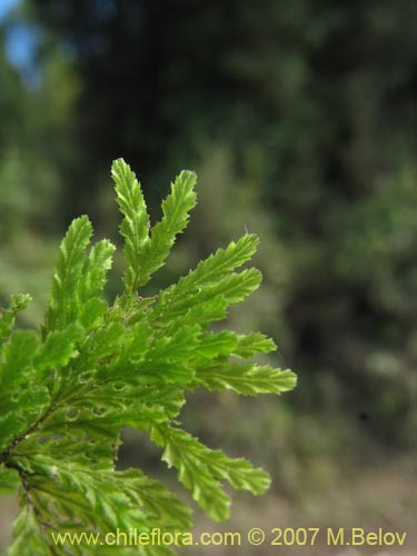 Image of Unidentified Plant (Fern) sp. #3196 (). Click to enlarge parts of image.