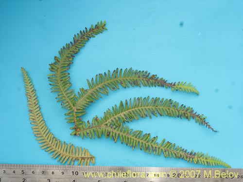 Image of Gleichenia quadripartida (Hierb a loza / Palmita). Click to enlarge parts of image.