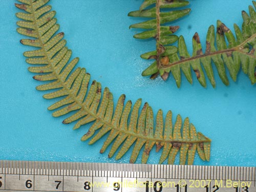 Image of Gleichenia squamulosa (Hierb a loza / Palmita). Click to enlarge parts of image.