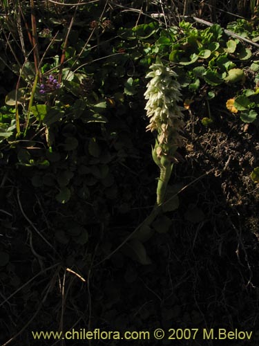 Imágen de Brachystele unilateralis (). Haga un clic para aumentar parte de imágen.