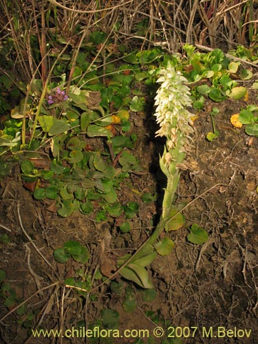 Bild von Brachystele unilateralis (). Klicken Sie, um den Ausschnitt zu vergrössern.