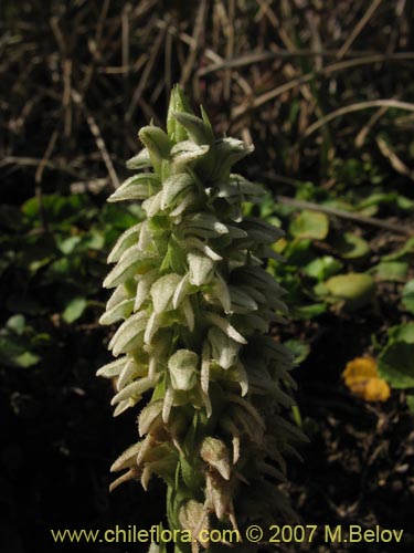 Bild von Brachystele unilateralis (). Klicken Sie, um den Ausschnitt zu vergrössern.