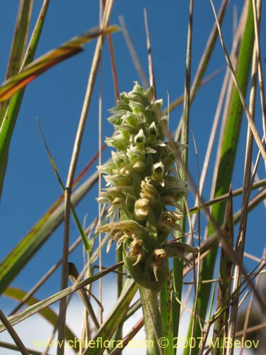 Imágen de Brachystele unilateralis (). Haga un clic para aumentar parte de imágen.