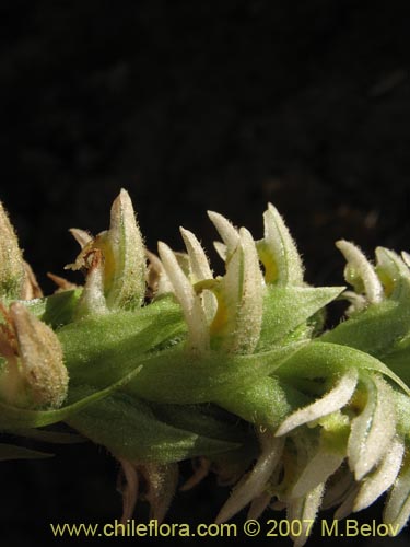 Bild von Brachystele unilateralis (). Klicken Sie, um den Ausschnitt zu vergrössern.