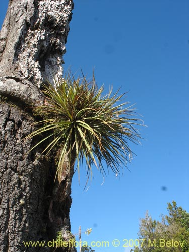 Image of Fascicularia bicolor (Puñeñe / Chupón / Chupalla). Click to enlarge parts of image.