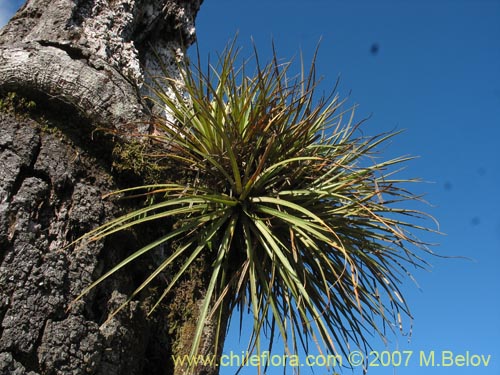 Фотография Fascicularia bicolor (Puñeñe / Chupón / Chupalla). Щелкните, чтобы увеличить вырез.