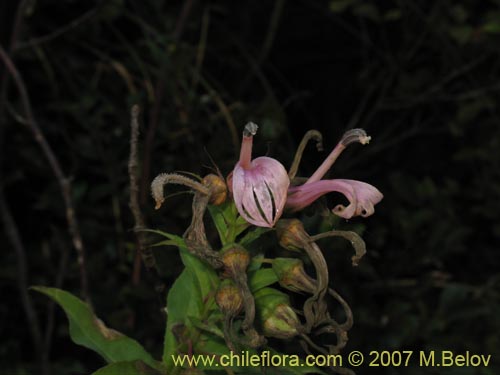 Image of Lobelia bridgesii (Tupa / Tupa rosada). Click to enlarge parts of image.