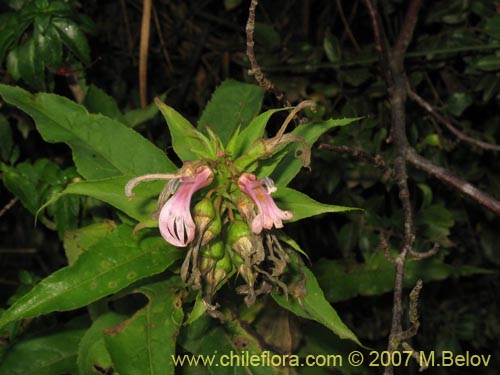 Bild von Lobelia bridgesii (Tupa / Tupa rosada). Klicken Sie, um den Ausschnitt zu vergrössern.