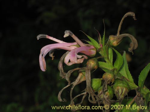 Imágen de Lobelia bridgesii (Tupa / Tupa rosada). Haga un clic para aumentar parte de imágen.