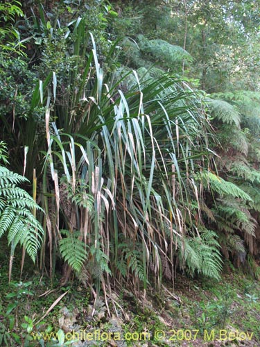 Image of Greigia landbeckii (Chupón / Quiscal). Click to enlarge parts of image.