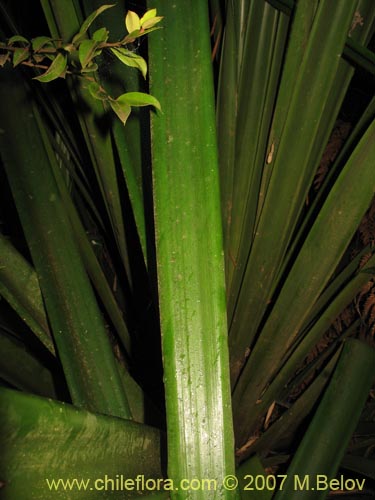 Image of Greigia landbeckii (Chupón / Quiscal). Click to enlarge parts of image.