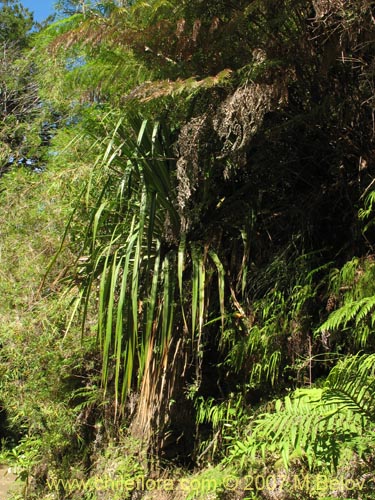 Image of Greigia landbeckii (Chupón / Quiscal). Click to enlarge parts of image.