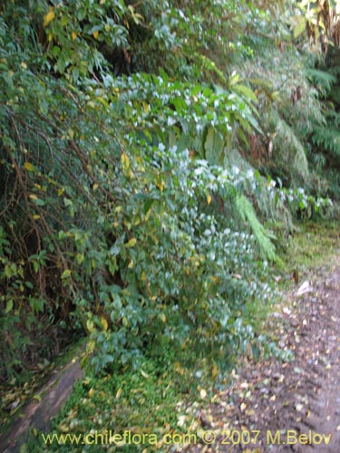 Image of Latua pubiflora (Palo muerto / Palo de brujos / Latué). Click to enlarge parts of image.