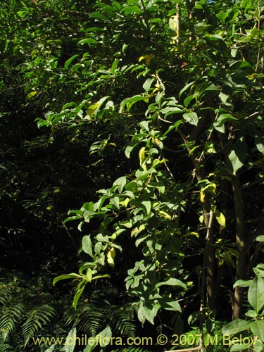 Bild von Latua pubiflora (Palo muerto / Palo de brujos / Latué). Klicken Sie, um den Ausschnitt zu vergrössern.