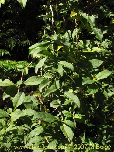 Bild von Latua pubiflora (Palo muerto / Palo de brujos / Latué). Klicken Sie, um den Ausschnitt zu vergrössern.