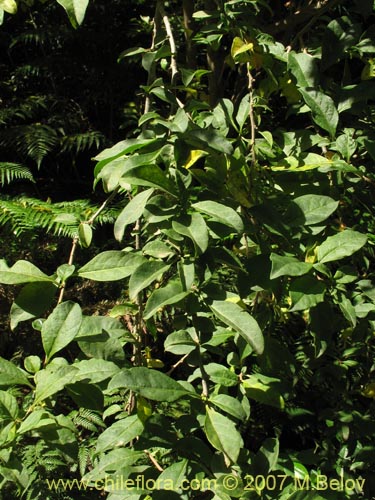 Image of Latua pubiflora (Palo muerto / Palo de brujos / Latué). Click to enlarge parts of image.