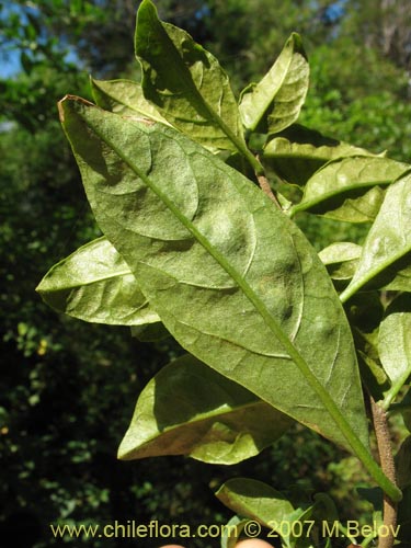 Imágen de Latua pubiflora (Palo muerto / Palo de brujos / Latué). Haga un clic para aumentar parte de imágen.