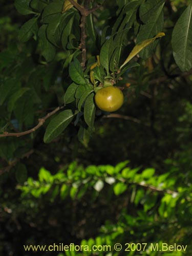 Image of Latua pubiflora (Palo muerto / Palo de brujos / Latué). Click to enlarge parts of image.