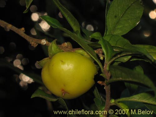 Latua pubiflora的照片