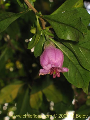 Image of Latua pubiflora (Palo muerto / Palo de brujos / Latué). Click to enlarge parts of image.