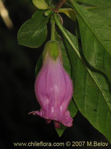 Image of Latua pubiflora (Palo muerto / Palo de brujos / Latué). Click to enlarge parts of image.