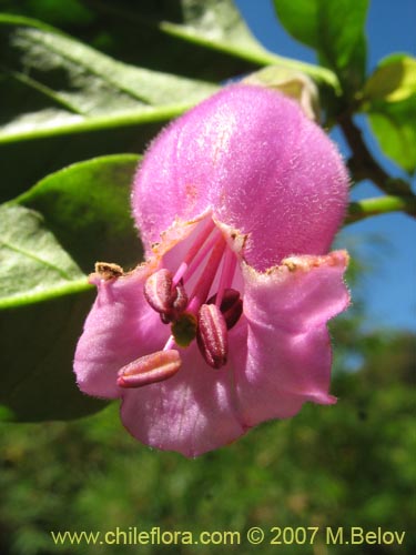 Image of Latua pubiflora (Palo muerto / Palo de brujos / Latué). Click to enlarge parts of image.