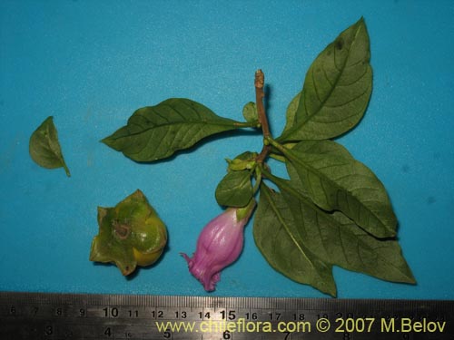 Image of Latua pubiflora (Palo muerto / Palo de brujos / Latué). Click to enlarge parts of image.