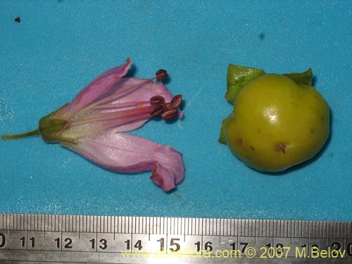 Latua pubiflora的照片