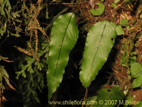 Фотография Hymenoglossum cruentum (Helecho pelicula / Sanguinaria). Щелкните, чтобы увеличить вырез.