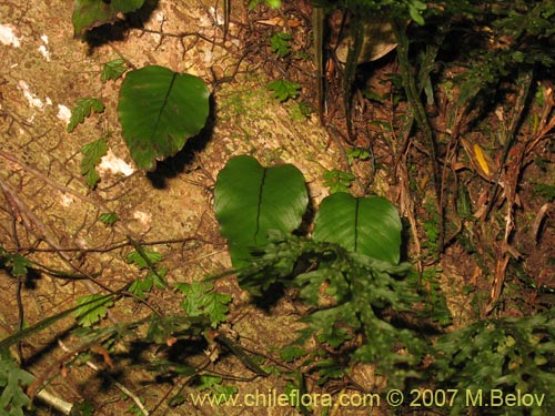 Bild von Hymenoglossum cruentum (Helecho pelicula / Sanguinaria). Klicken Sie, um den Ausschnitt zu vergrössern.