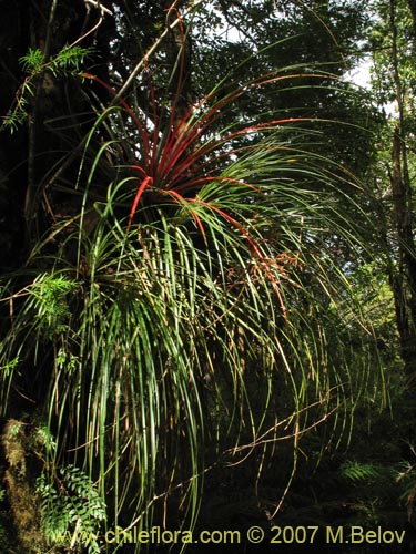 Fascicularia bicolor의 사진