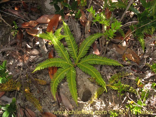 Фотография Gleichenia squamulosa (Hierb a loza / Palmita). Щелкните, чтобы увеличить вырез.