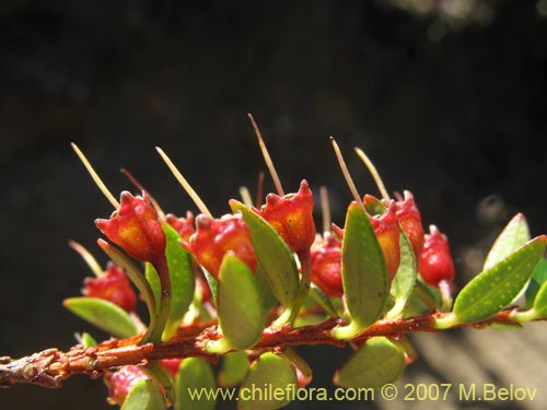 Фотография Tepualia stipularis (Tepú / Tepu). Щелкните, чтобы увеличить вырез.