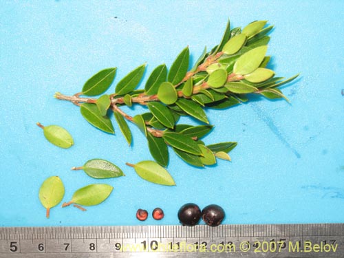 Image of Amomyrtus Luma (Luma / Cauchao / Reloncaví). Click to enlarge parts of image.