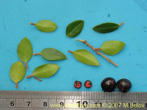Image of Amomyrtus Luma (Luma / Cauchao / Reloncaví). Click to enlarge parts of image.