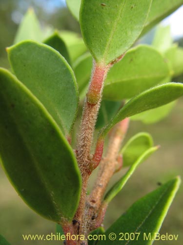 Imágen de Amomyrtus Luma (Luma / Cauchao / Reloncaví). Haga un clic para aumentar parte de imágen.