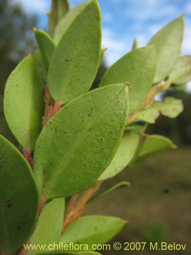 Imágen de Amomyrtus Luma (Luma / Cauchao / Reloncaví). Haga un clic para aumentar parte de imágen.