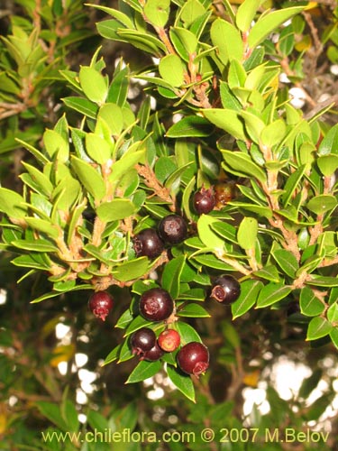 Imágen de Amomyrtus Luma (Luma / Cauchao / Reloncaví). Haga un clic para aumentar parte de imágen.