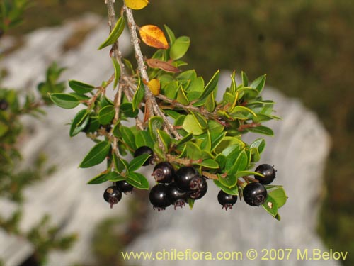 Imágen de Amomyrtus Luma (Luma / Cauchao / Reloncaví). Haga un clic para aumentar parte de imágen.