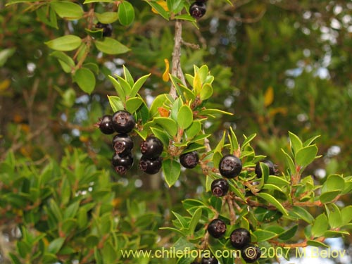 Image of Amomyrtus Luma (Luma / Cauchao / Reloncaví). Click to enlarge parts of image.