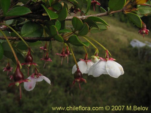 Image of Ugni molinae (Murta / Murta blanca / Tautau / Murtilla). Click to enlarge parts of image.