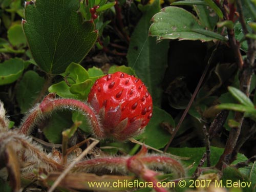 Фотография Fragaria chiloensis (Frutilla silvestre). Щелкните, чтобы увеличить вырез.