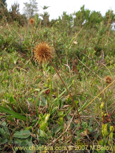 Bild von Acaena magellanica (). Klicken Sie, um den Ausschnitt zu vergrössern.