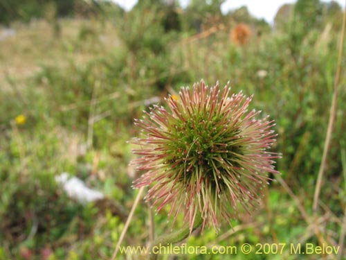 Acaena magellanica的照片