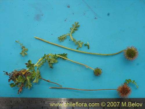 Image of Acaena magellanica (). Click to enlarge parts of image.